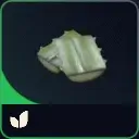 リュウゼツラン