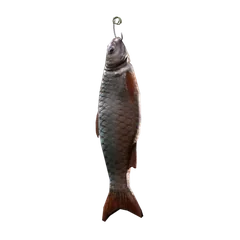 魚