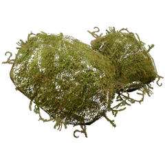 苔