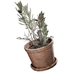 鉢植えの植物